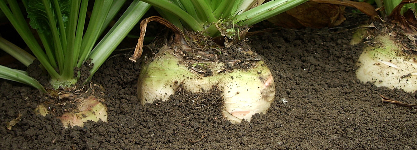 Sugar beet in topsoil