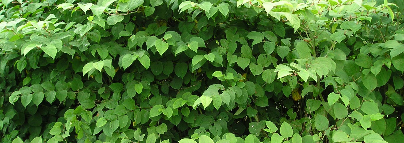 Japanese Knotweed Analysis