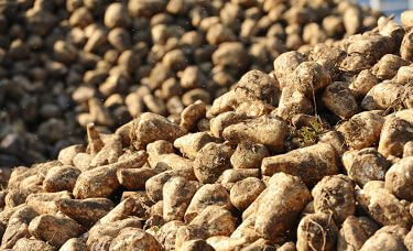 Soil removed from Sugar Beet