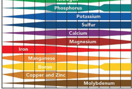 What nutrients are in the soil?